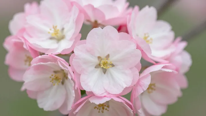 Flores delicadas simbolizando saúde íntima feminina e renovação.